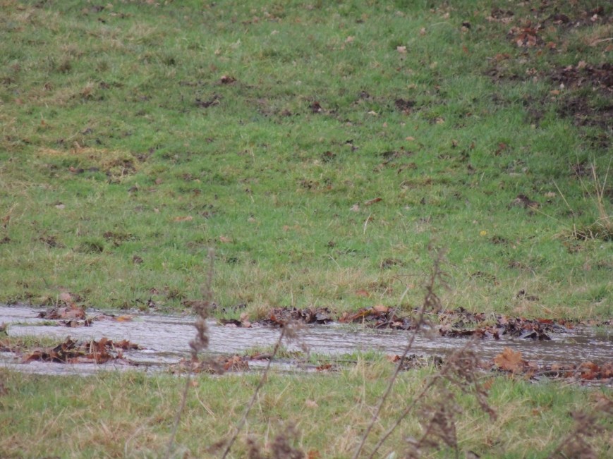 14_02_2015 Field in Flood (1)