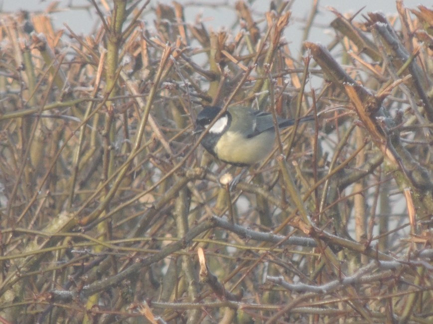 14_02_2015 Great Tit in the Hawthorn bushes that will be removed should development go ahead