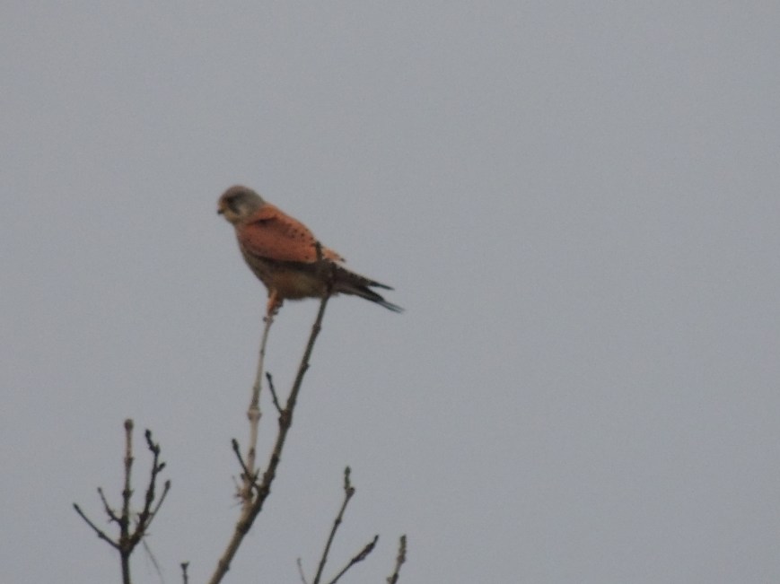 14_02_2015 Kestrel resting in the field