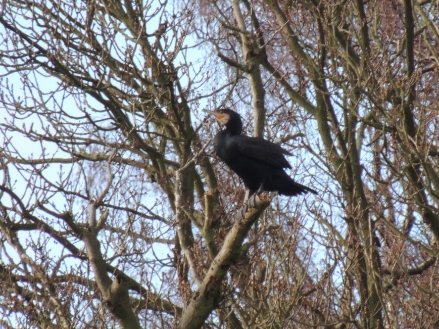 14_02_2015 Visiting Cormorant