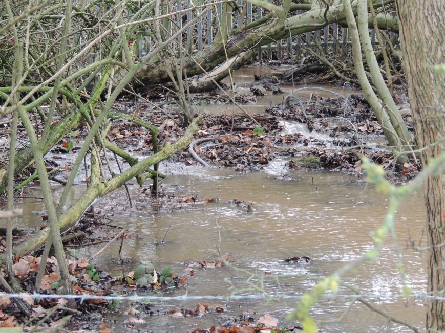 14_02_2015 Woods in Flood 2012 (1)