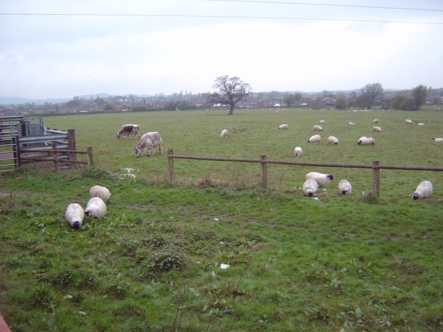 DIGITAL STILL CAMERA