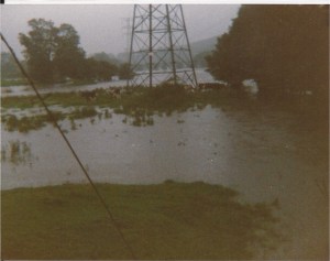 Scanned Image Cow Island