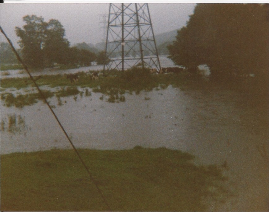 Scanned Image Cow Island