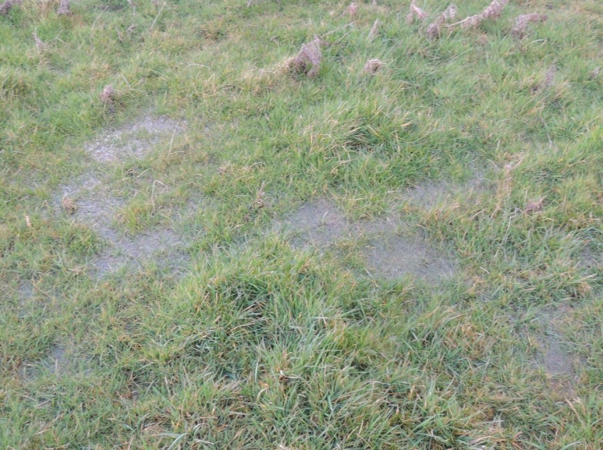Typical surface water showing on top of the grass. 